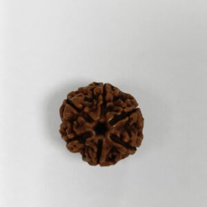 6 Mukhi Rudraksha (Nepal)