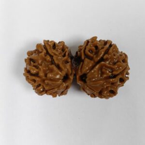 Gauri Shankar Rudraksha (Nepal)